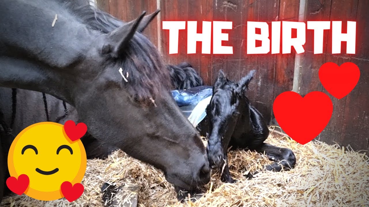 The birth of a foal. Wow, it's so special!!🥰 | Friesian Horses