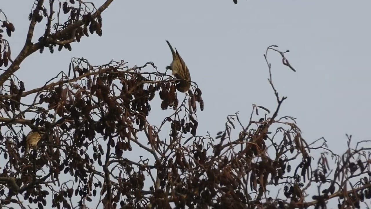 Common Redpoll / Grote barmsijs -- Groenekan (NL) -- 30-12-2023