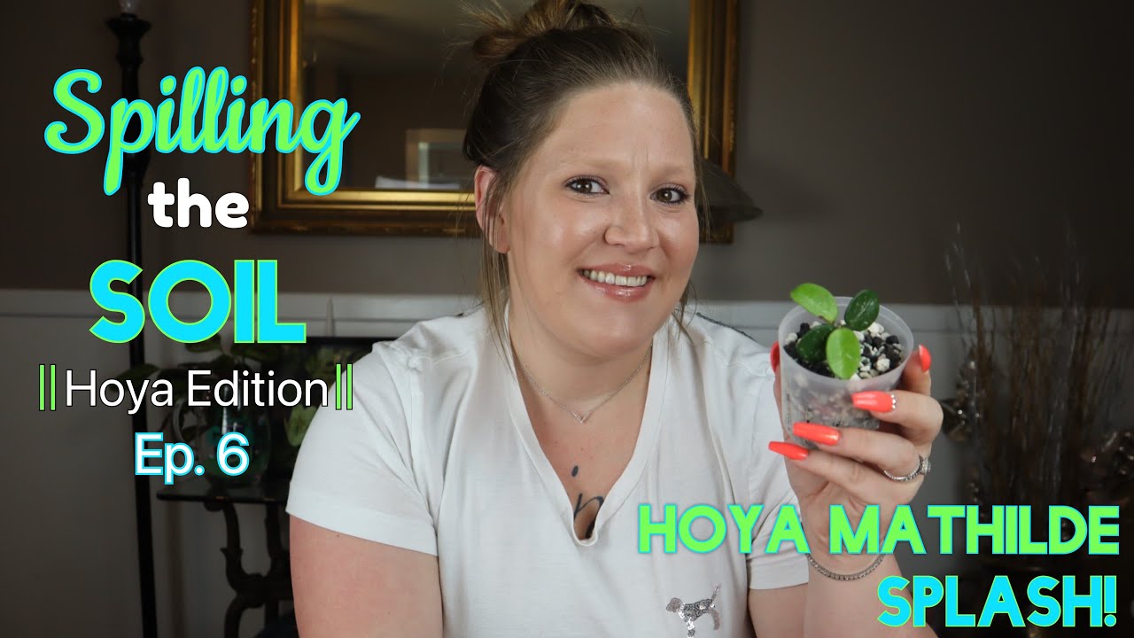 Hoya Mathilde Care! ||Spilling the Soil Ep. 6|| Hoya Mathilde Splash! Hoya Care!
