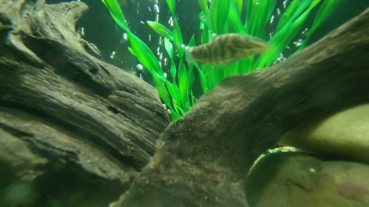 Small Loach Catfish