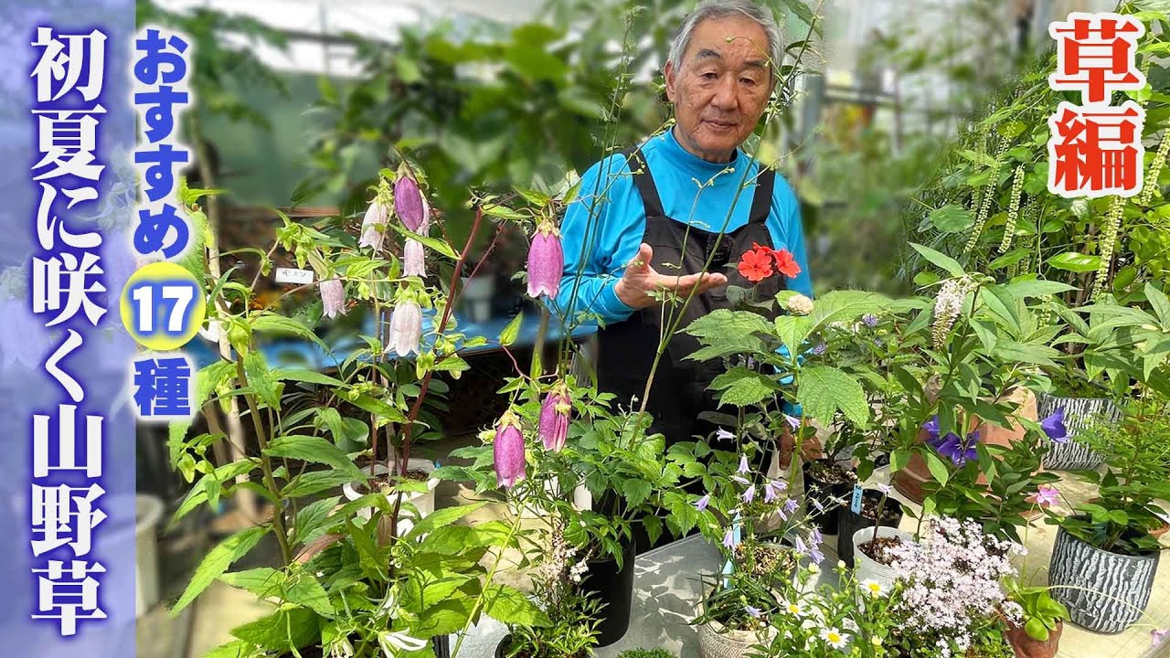 【山野草】初夏から購入できる夏の山野草ラインナップ PART1【花と緑のグリーンバレイ】