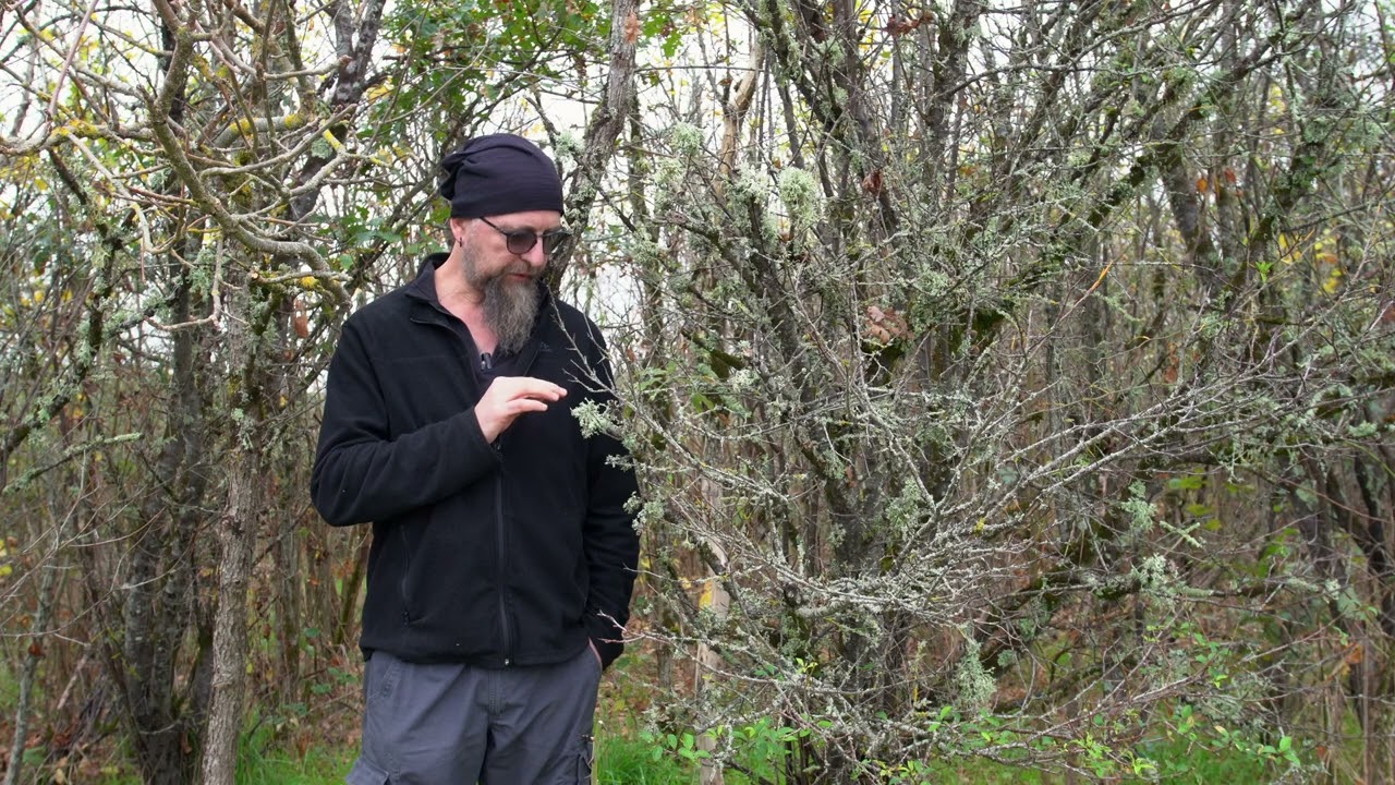 Episode 67 : Que faire des lichens sur les arbres et arbustes