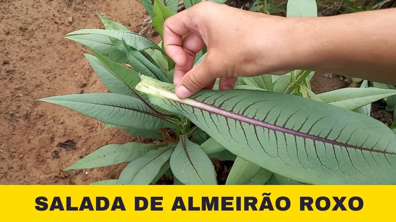 ALMEIRÃO ROXO OU LÍNGUA DE SOGRA (PANC) | APRENDA A IDENTIFICAR E A FAZER UMA DELICIOSA SALADA!