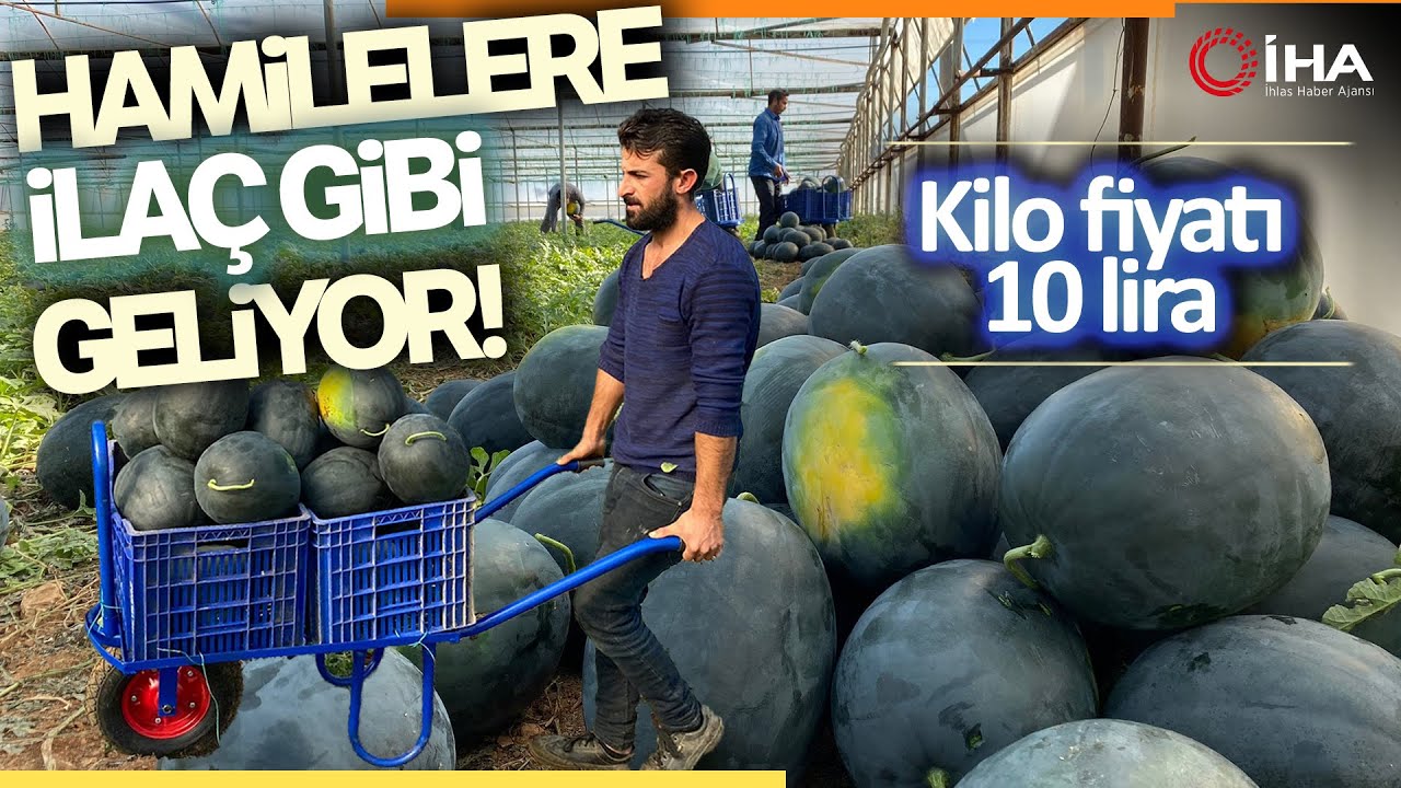 Kışın Üretilen Karpuz Üreticinin Yeni Kazanç Kapısı Oldu