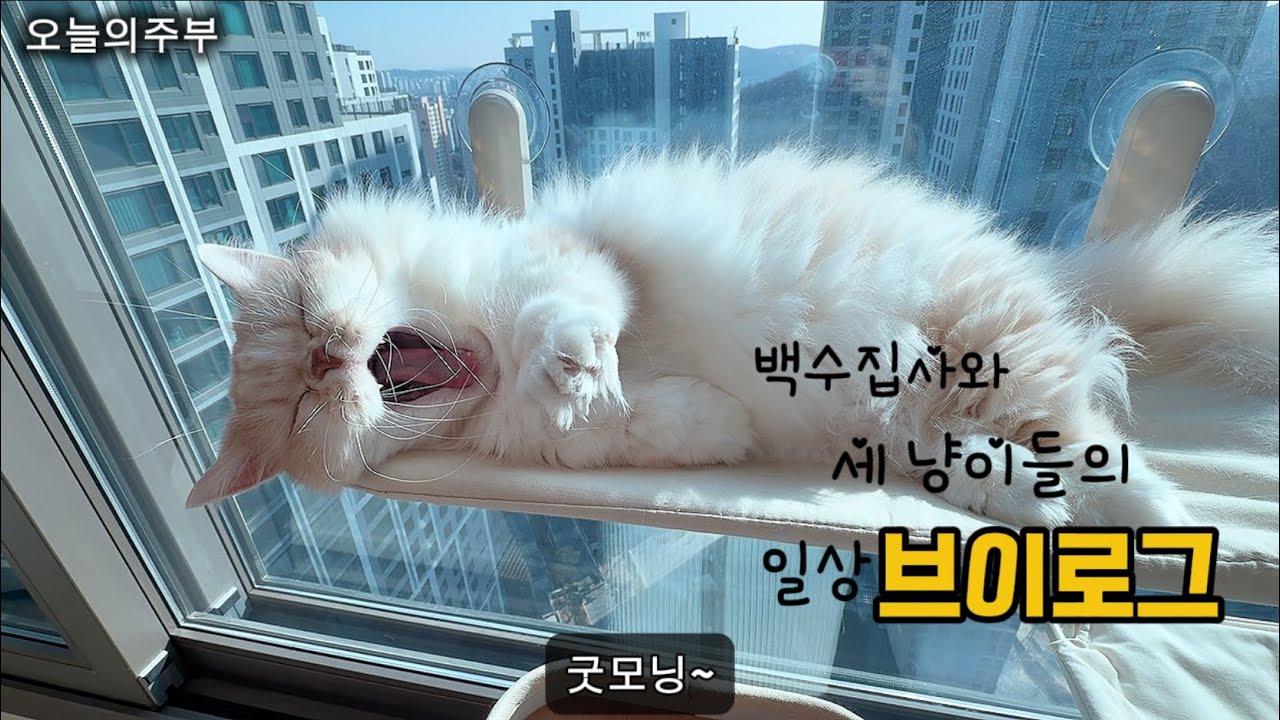 40대 다묘집사의 일상브이로그[고양이일상 고양이브이로그]