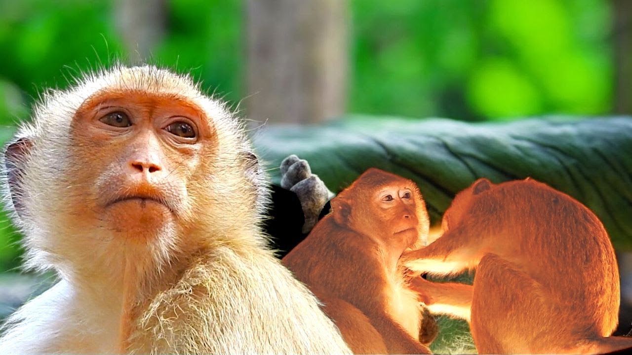 Rainbow’s Lonely Moments 💔 Before Family Bonding — Why Did Astra Gently Urge Her to Groom