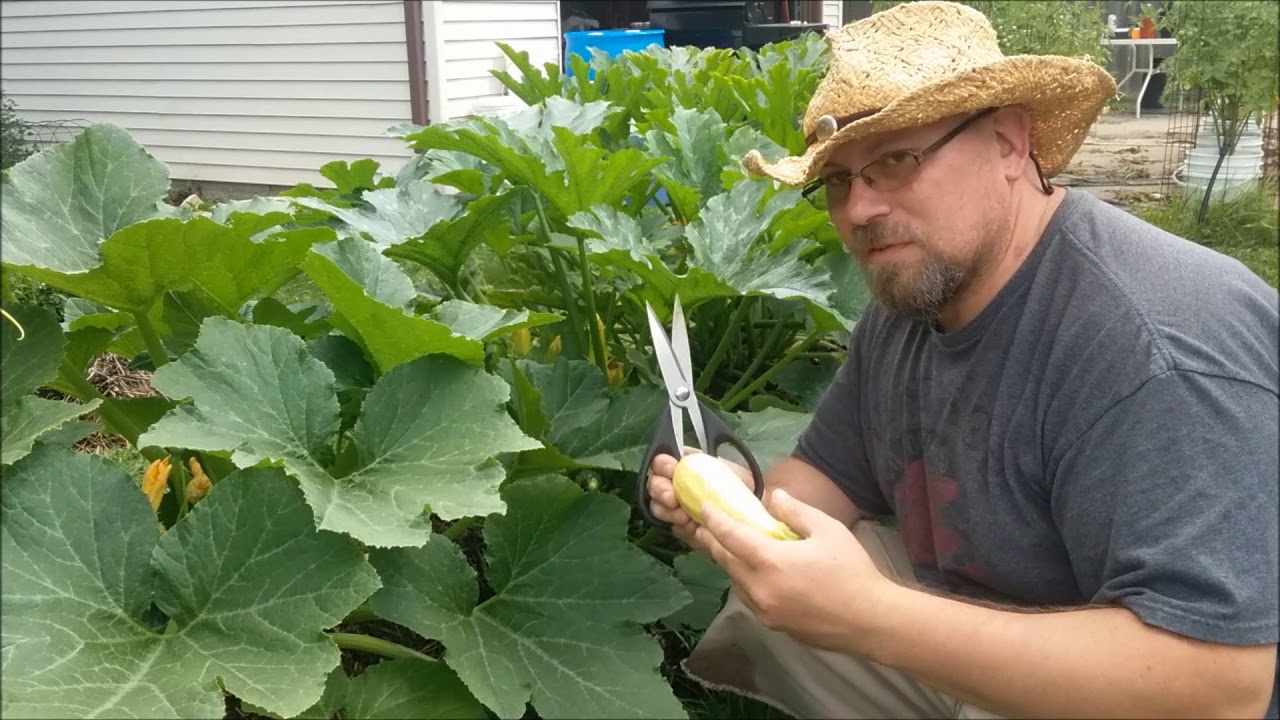 Straw Bale Gardening 28: Checking Fruits & Harvesting