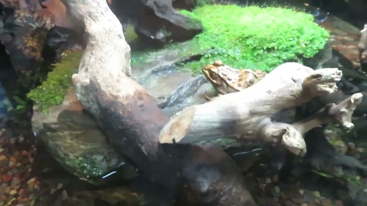 Shedd Aquarium Full Tour 2022 - Part 2