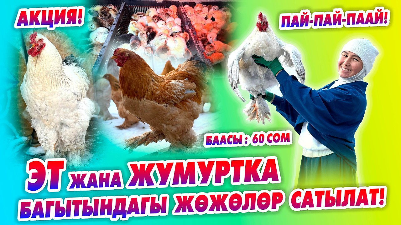 Ох-Хоо! 8 түрдүү ЭТ жана ЖУМУРТКА багытындагы жөжөлөргө ЧОҢ арзандатуу, ШАШЫЛЫҢЫЗ!