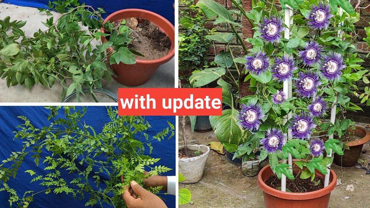 Grow big plant in less space | कम जगह में लता वाले पौधों को ऐसे उगाओ ।
