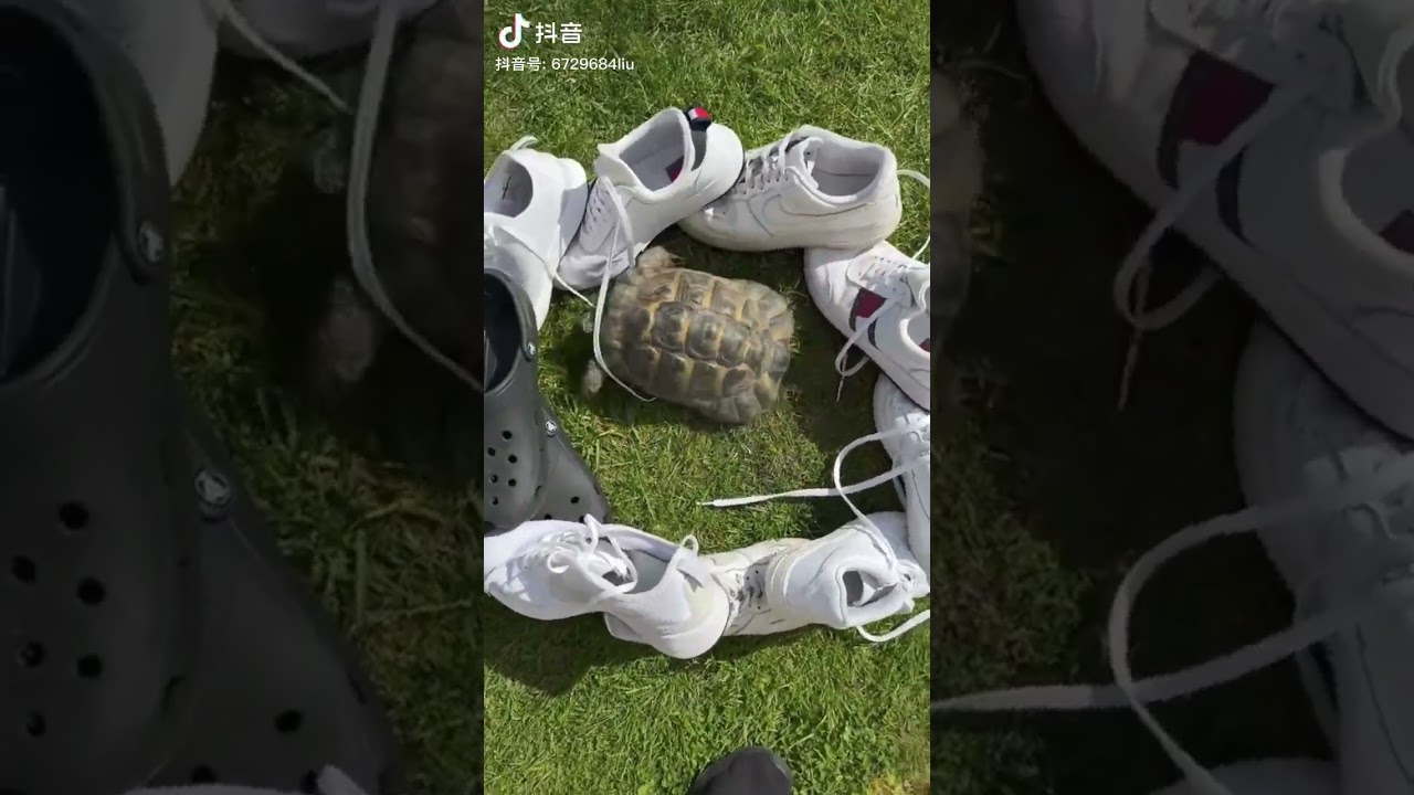 Racist turtle