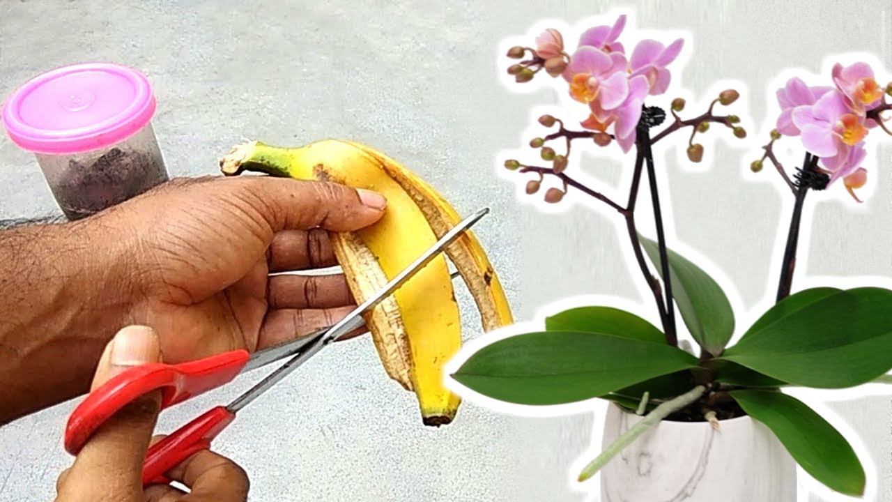 Buccia di banana - il miglior fertilizzante naturale per le tue orchidee! | Lo so