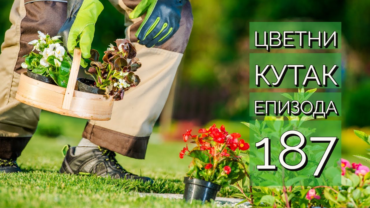 Cvetni kutak ep. 187 08.06.2023. Žardinjere za hladovinu, restoran 