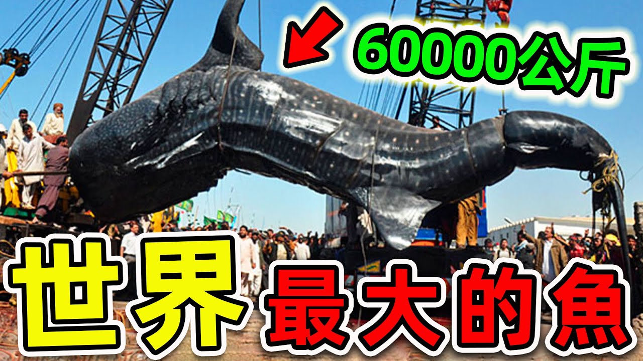 全世界最大的10種超級巨魚！大白鯊只排第3，第一名重達60000公斤，把鯨魚當食物吃。|#世界之最top #世界之最 #出類拔萃 #腦洞大開 #top10 #最大的魚