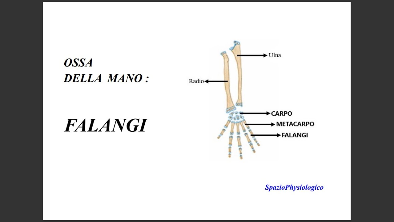 Ossa della mano: FALANGI