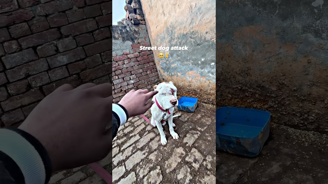 Street dog attack 