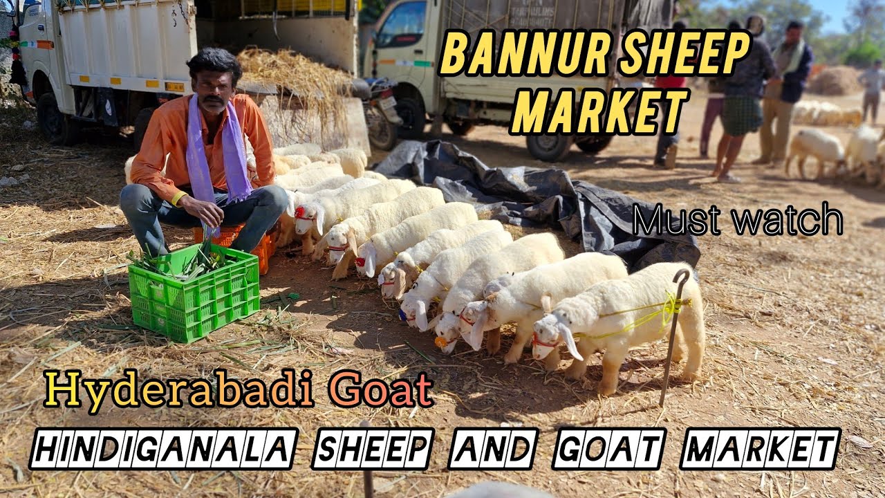 Hindiganala Sheep And Goat Market Full Detail Video H-cross Market Part2 #hyderabadi #bannur