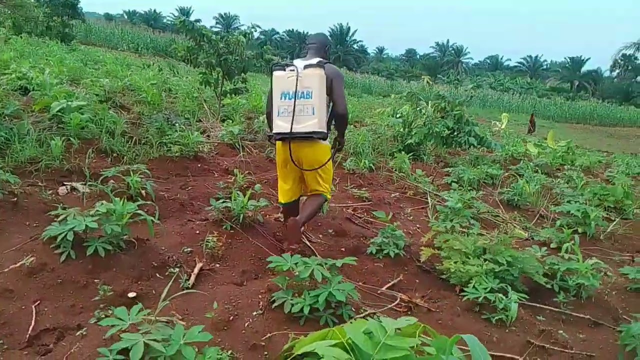 Fanya kazi mwanangu usijal maripo