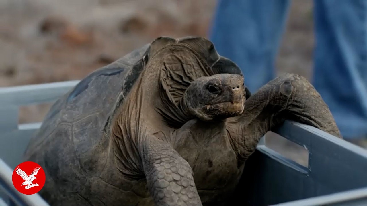 Giant tortoises take first steps on Galápagos island after nearly 200 years