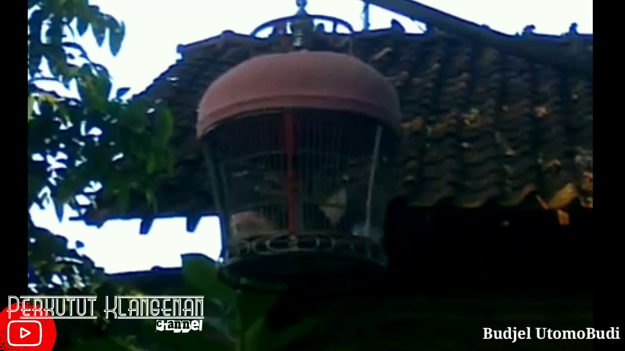 Perkutut Efek Deplokan Boto | Depot KTI | PERKUTUT MANGGUNG PART #5