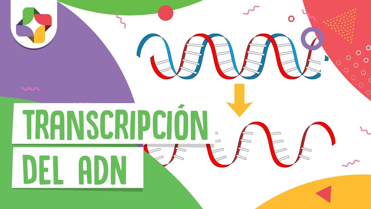 Transcripci&oacute;n del ADN - Educatina