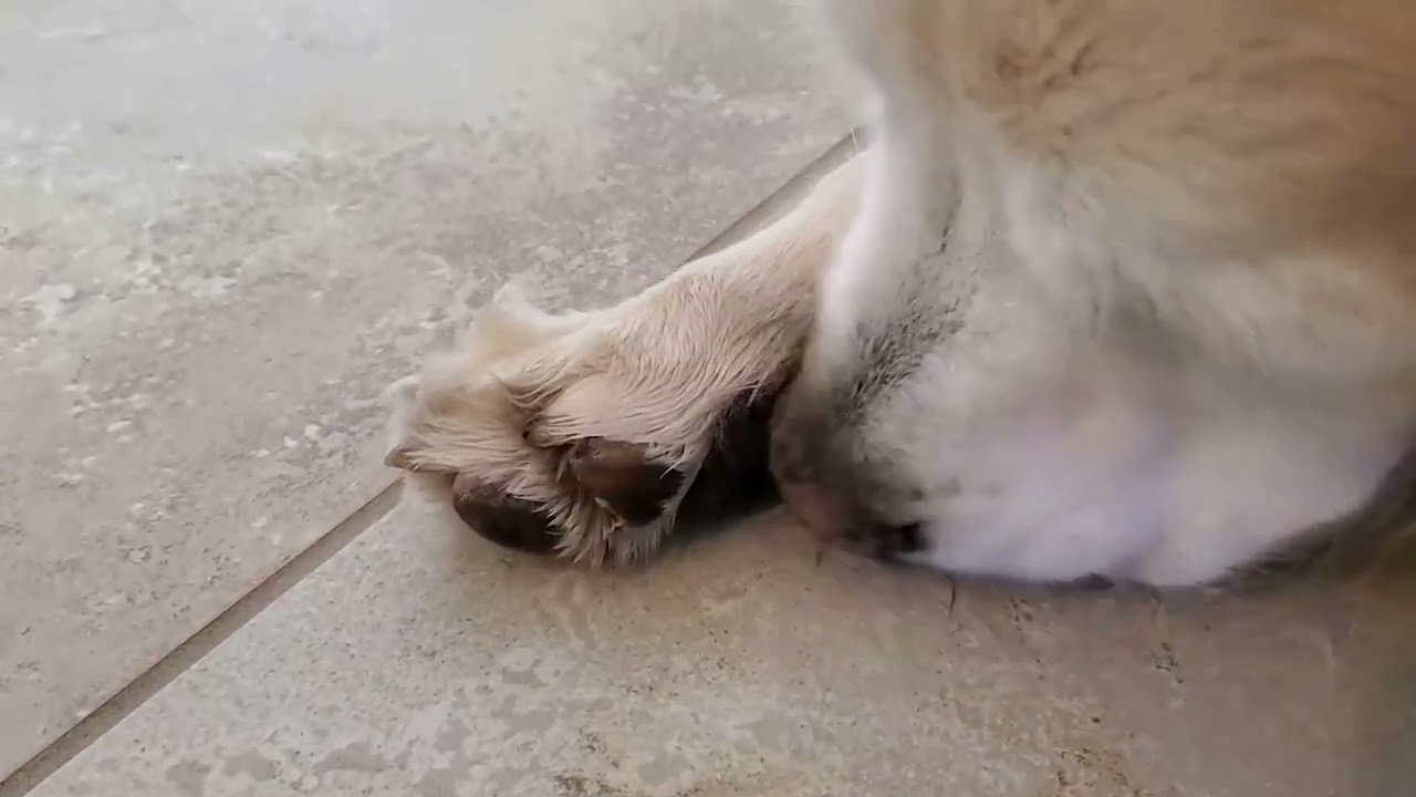 🐕 🐕‍🦺 Dog ASMR Licking & Grooming His Paw For 1 Hour - Looped / Repeated 🐶