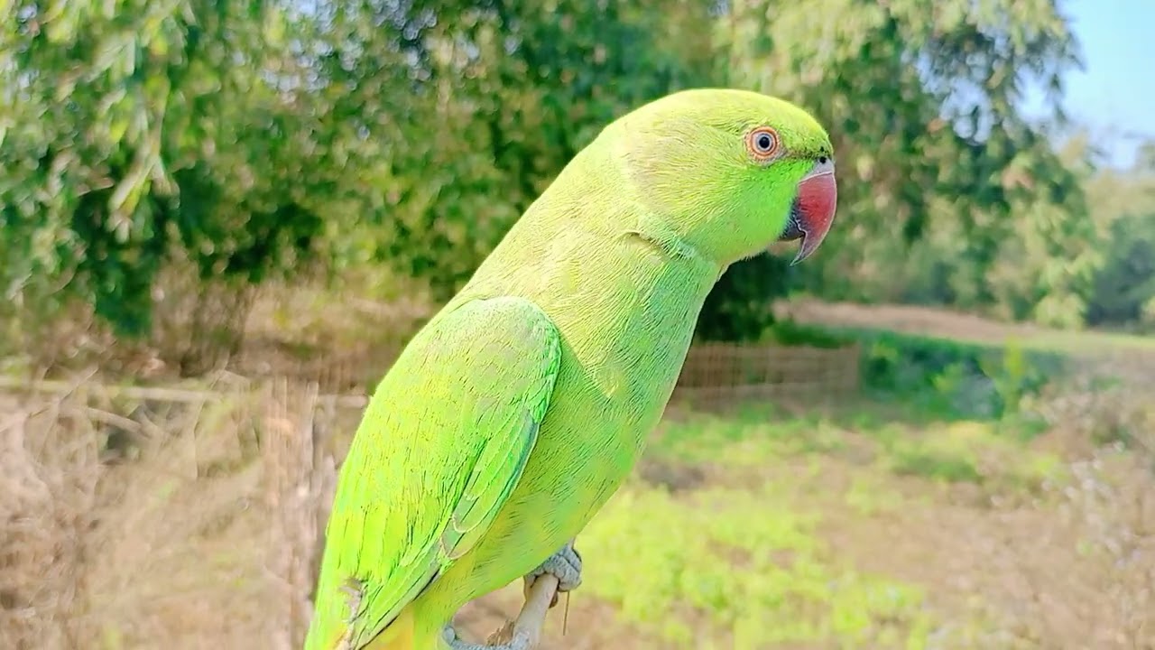 Mithu 📷 taking parrot 😍❤️❤️❣️ video taking cute parrot 