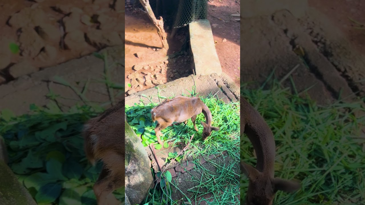Serene Deer Moments in Sri Lanka 🦌🦌 