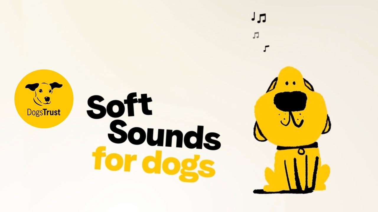 Soft Sounds for Dogs 🎶🐶 Help your dog cope with fireworks | Dogs Trust
