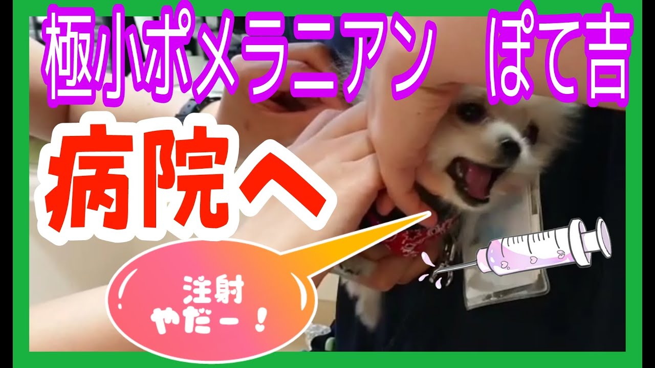 絶叫！極小ポメラニアン小犬が病院で注射！ワクチン注射で鳴く小犬。