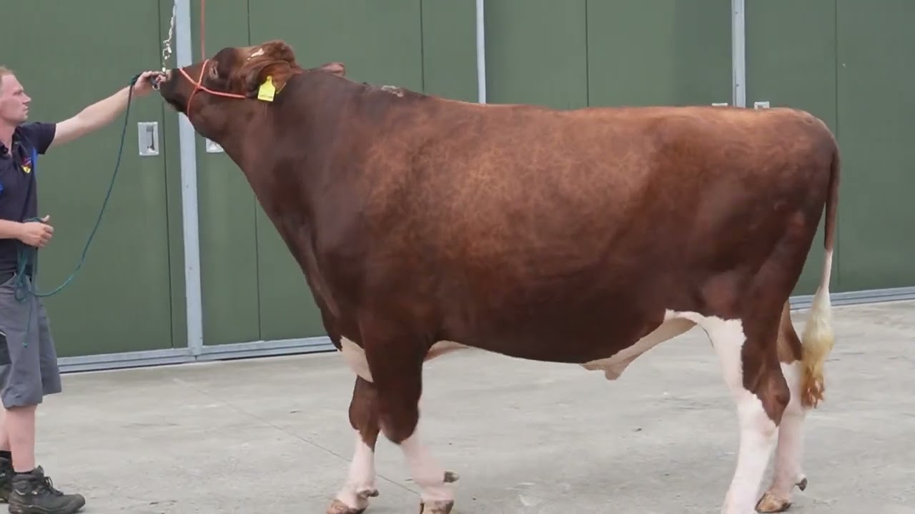 Prezentacja buhajów na holenderską wystawę Grasdag