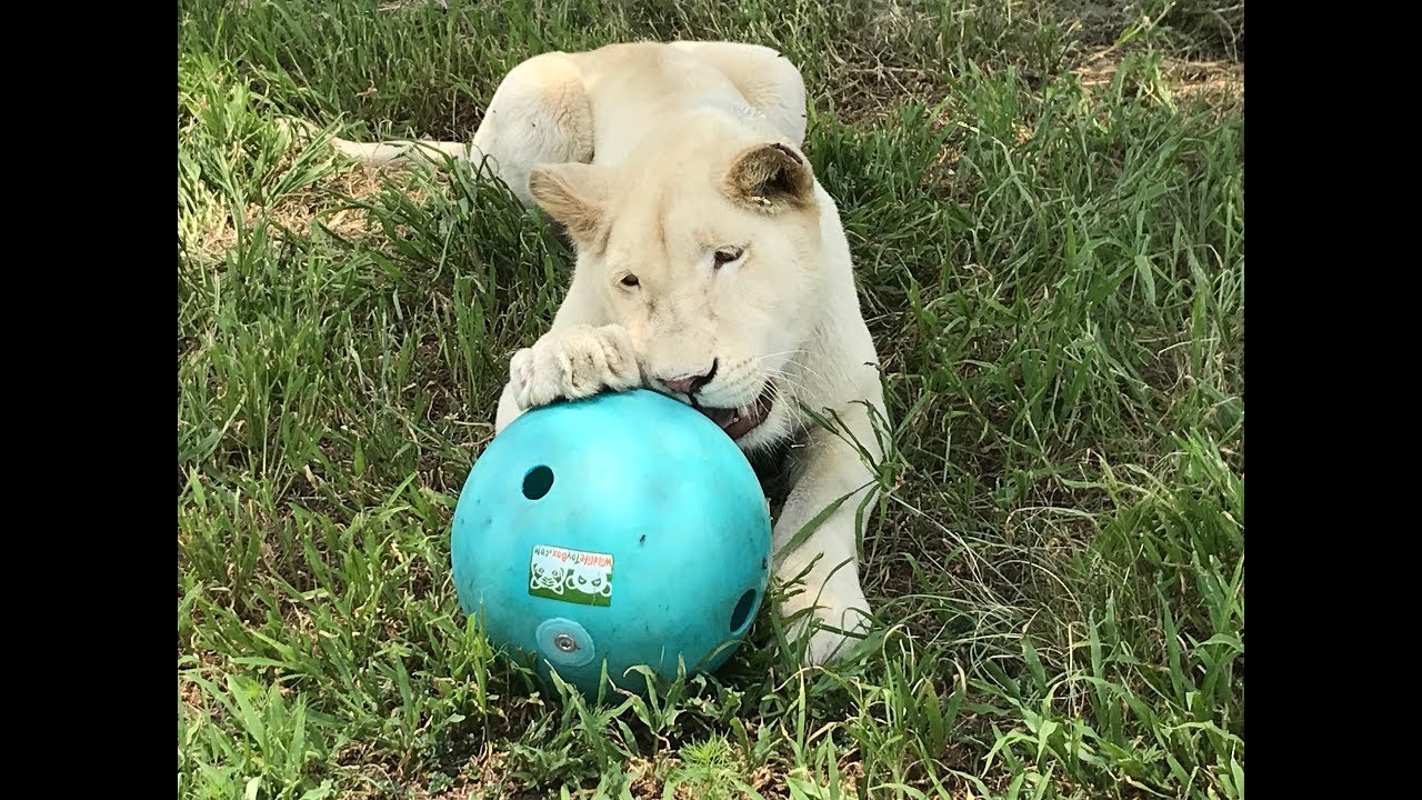 Enrichment at Weltevrede Lion Farm / Leeuplaas