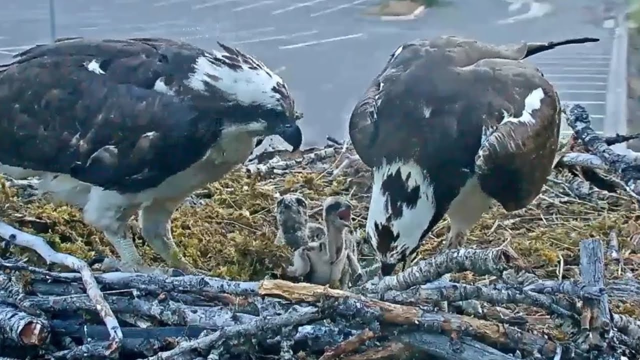 Hellgate Ospreys Nest Cam | Osprey Dad and Mom one by one feeding both babies | June 23, 2024