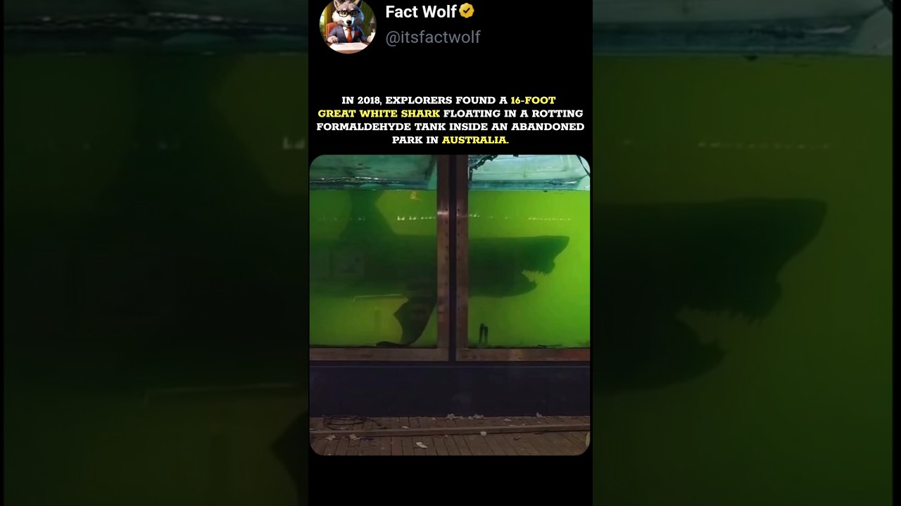 16 Foot Great White Shark ! 💀🤯