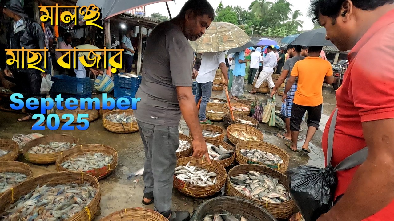 মালঞ্চা হোলসেল ফিশ মার্কেট | সেপ্টেম্বর শেষের দামে ভেটকি, ভাউং, পারসি, রুই, কাদলা ও চিংড়ি
