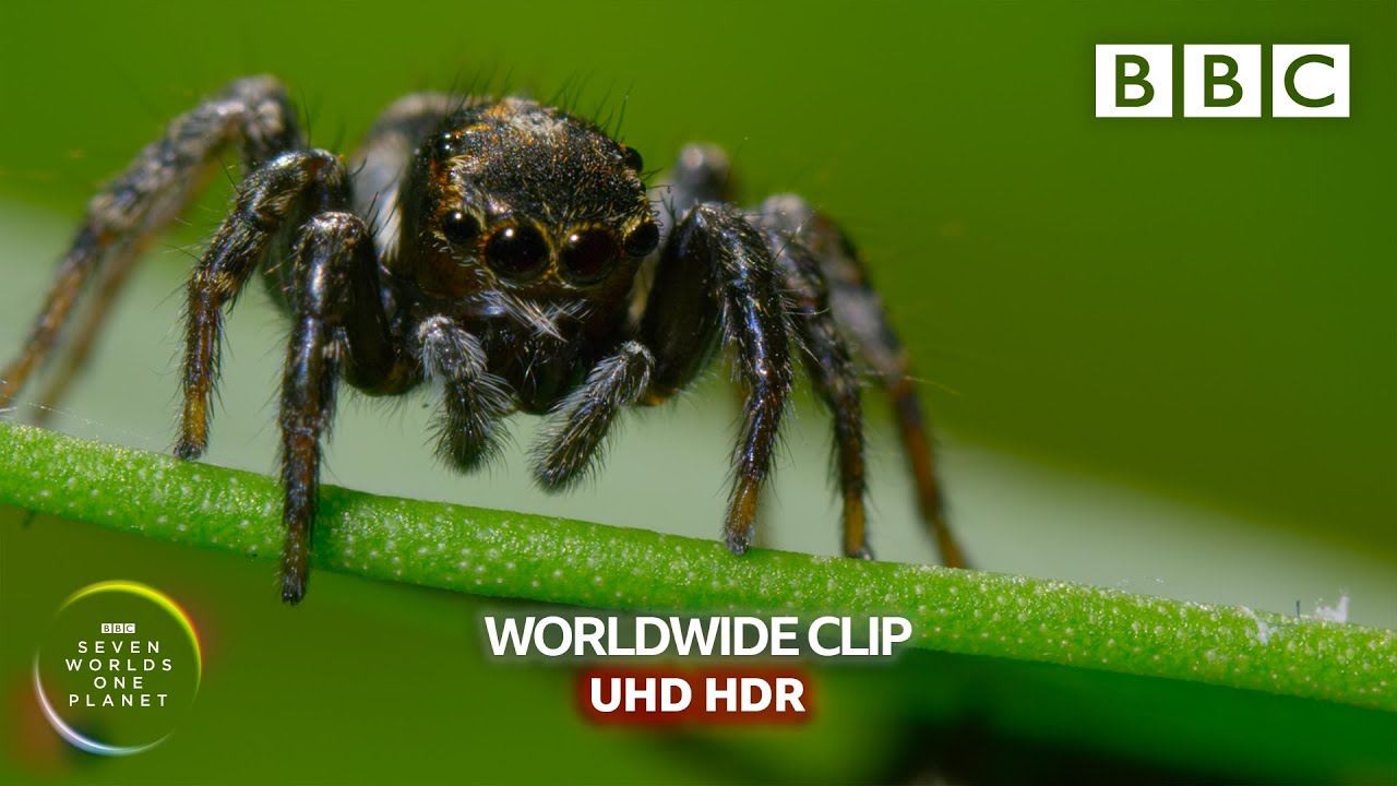 Mate or die trying! - Seven Worlds, One Planet | BBC Earth