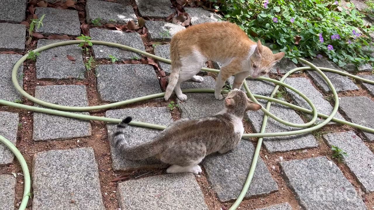 Angry Male Cats Fighting For Survival