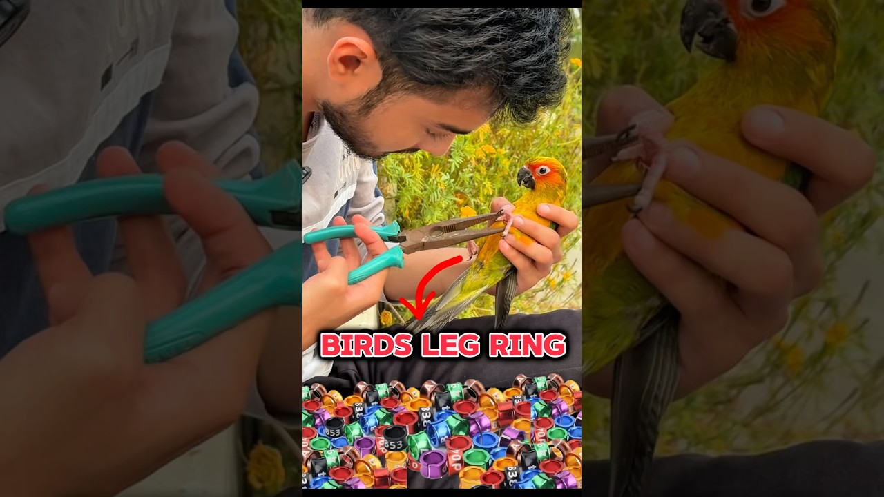 Mini vlogs with Bird&rsquo;s 🦜/ Parrot Leg ring #birds #shortsfeed #lovebirds #pets