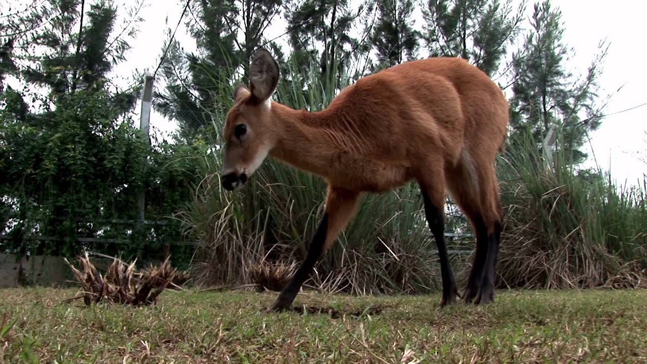 Fundación Temaikèn - Protegiendo juntos la naturaleza