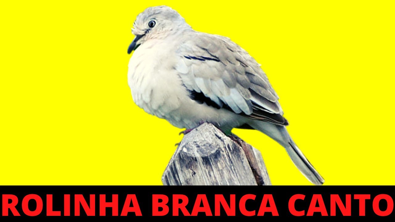 1 HORA DE CANTO DA ROLINHA BRANCA NA NATUREZA