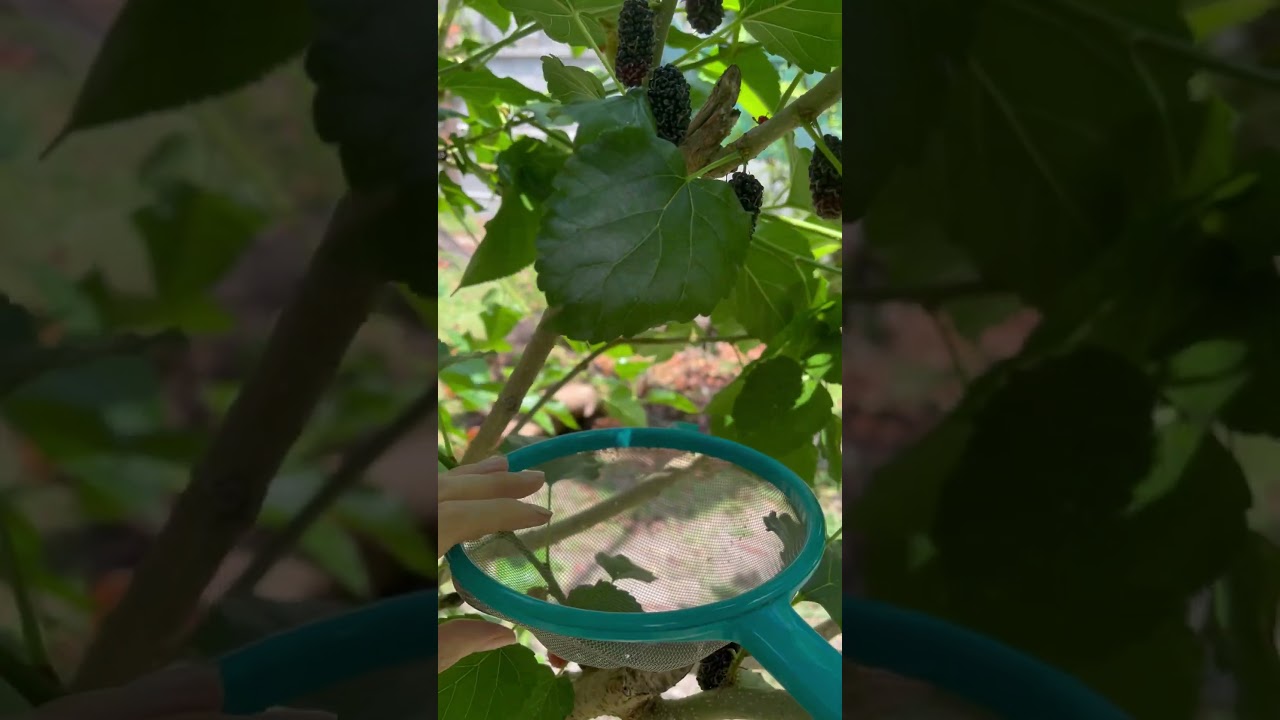 #backyardgardening #mulberrytree #tropical #fruit