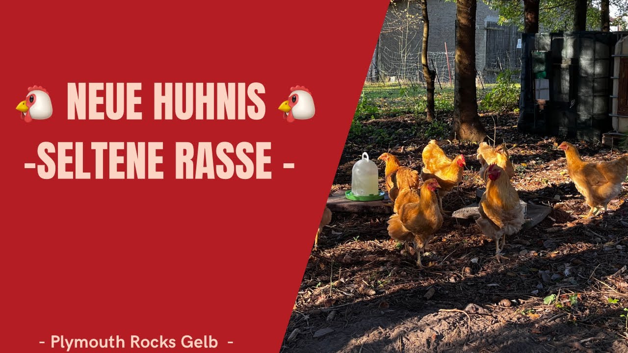 *45 -Plymouth Rocks- Gelb- Eine neue Hühnerrasse auf unserem Hof