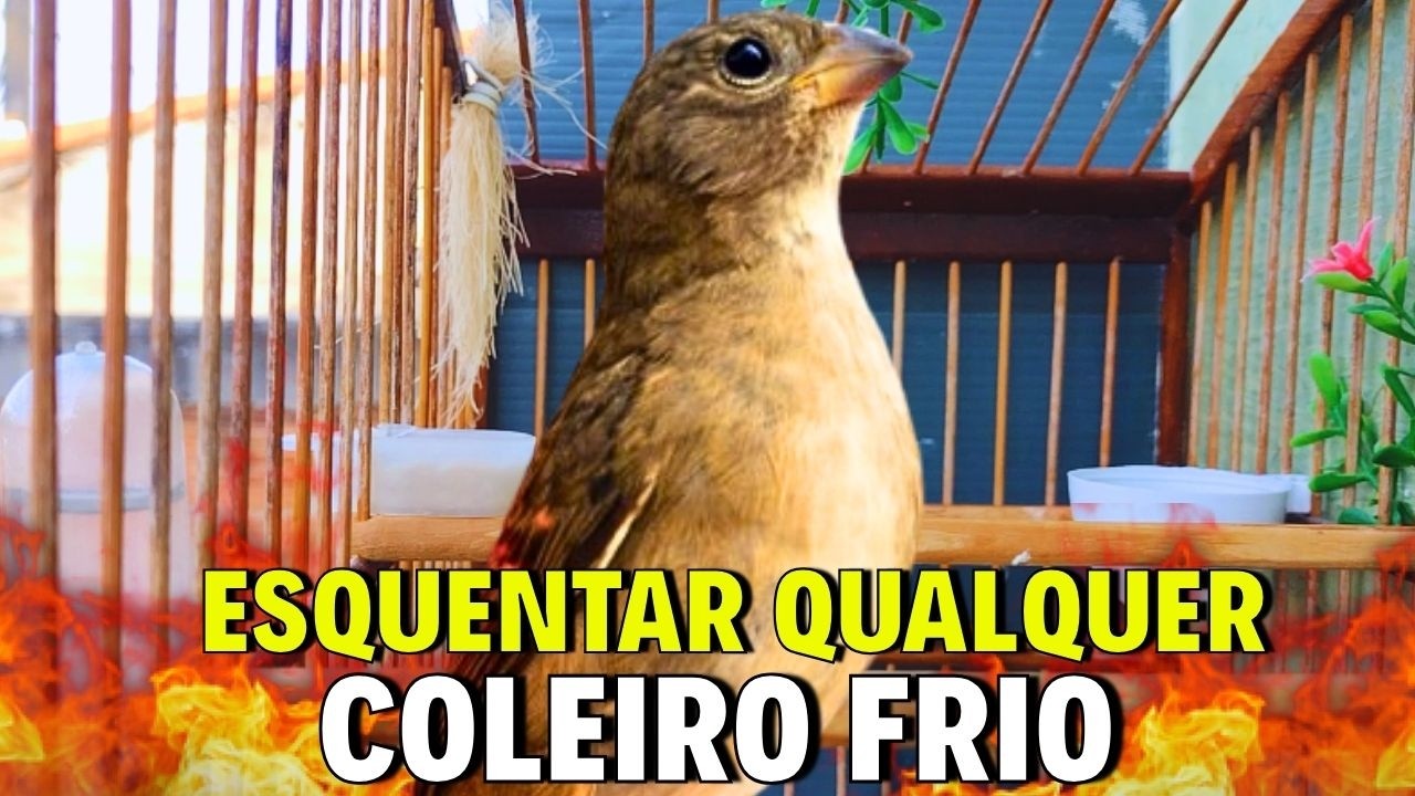 ESQUENTAR QUALQUER COLEIRO FRIO COM F&Ecirc;MEA DE COLEIRO REAL CHAMANDO E PIANDO PARA ESQUENTAR COLEIRO