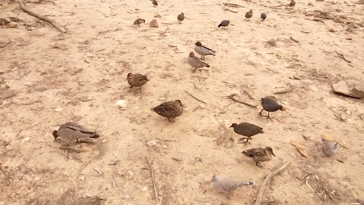 VID 20260312 003946 birds lake