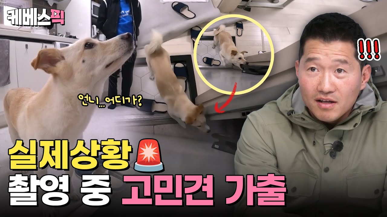 세상에나.. 혼자 문 열고 나가는 역대급 분리불안犬🚨 [#개는훌륭하다]｜KBS 240304 방송