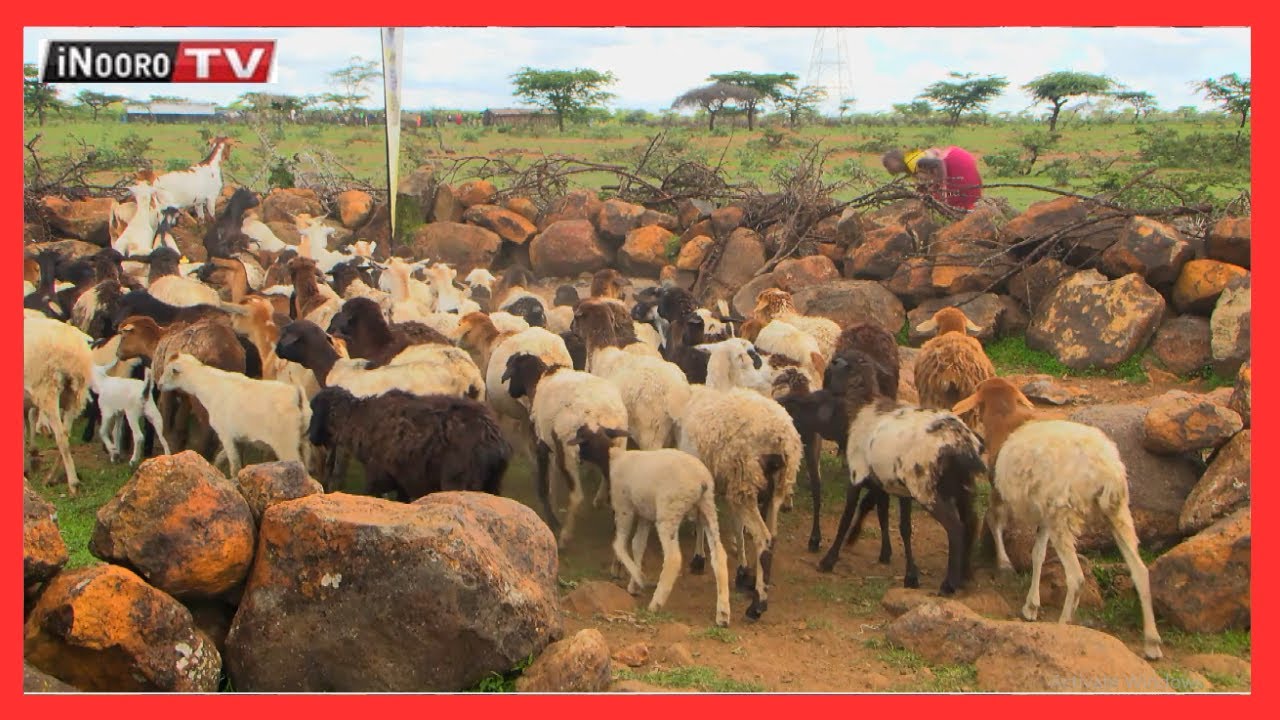 Ndereti ya ũrĩithia wa mbũri cia nyama na mũrĩmi wa mahiũ Thashawa Leshalote #MũgambowaMũrĩmi Part 3