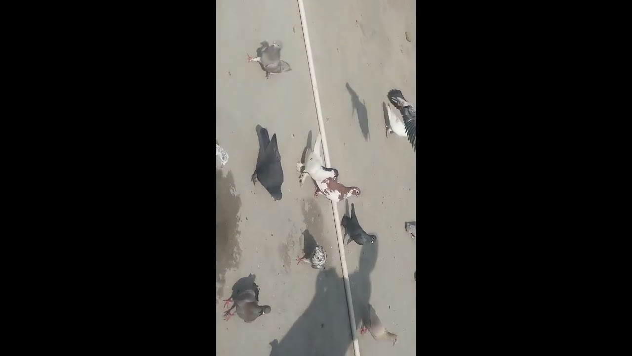 #how to catch pigeon with hand#pigeons #viral#love#with#pigeon
