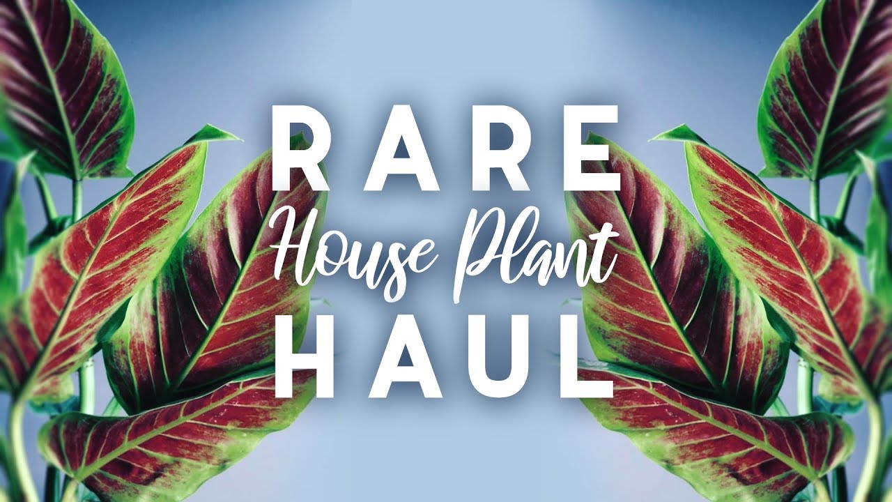 Rare Plant Haul | 5 New Rare Houseplants!