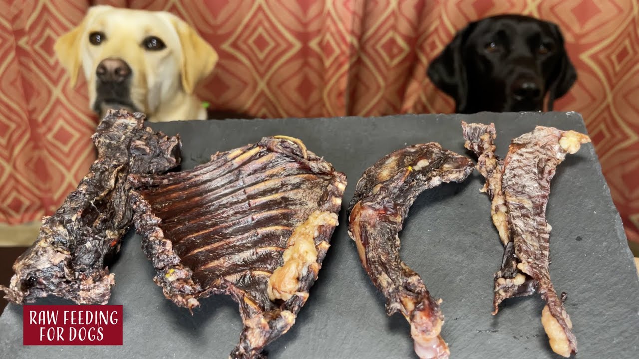 【ASMR】 Dogs eating Raw Meats