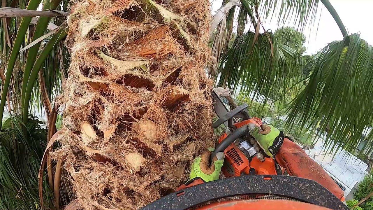 Husqvarna T540xp   VS  Stihl 201 tc